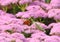 Mantis eating butterfly