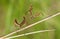 Mantis (empusa fasciata)