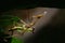 A mantis exoskeleton on a leaf.