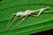 Mantis exoskeleton on leaf in the garden.