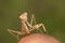 Mantis on finger