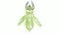 Mantis Foliatus Drawing Time Lapse 2D Animation