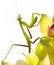 Mantis isolated on an orchid