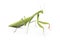 Mantis isolated on a white background