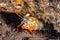 Mantis Lobster defending eggs close up macro