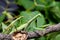 Mantis mating. The European mantis Mantis religiosa