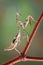 Mantis on red branch