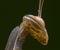 Mantis religiosa closeup portrait