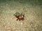 The mantis shrimp in Myanmar divesite