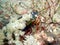 Mantis Shrimp (Odontodactylus Scyllarus) in the filipino sea 20.10.2014