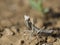 Mantis sitting on the ground.