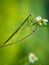 The mantis of the Sphondromantis family & x28;probably Spondromantis viridis& x29; is dancing on the ketul flower