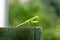 Mantis on top of a door