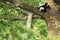 Mantled colobus