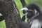 Mantled Colobus Monkey Climbing Up a Tree Trunk