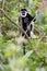 The mantled guereza Colobus guereza, also the eastern black-and-white colobus sitting with baby on the branch.Rare observation