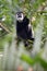 The mantled guereza Colobus guereza, also known simply as the guereza, the eastern black-and-white colobus, or the Abyssinian