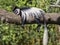 Mantled guereza, Colobus guereza, sleeping on the tree