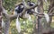 Mantled Guereza Family on Tree Branch