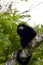 Mantled Howler  837790