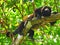 Mantled Howler Monkey