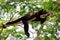 Mantled howler monkey