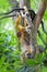 Mantled Howler Monkey