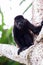 Mantled howler monkey - Alouatta palliata