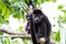 Mantled howler monkey - Alouatta palliata
