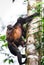 Mantled howler monkey Alouatta palliata with a baby