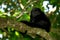 Mantled Howler Monkey Alouatta palliata in the nature habitat. Black monkey in the forest. Black monkey in the tree. Animal in Cos