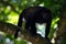 Mantled Howler Monkey Alouatta palliata in the nature habitat. Black monkey in the forest. Black monkey in the tree, Black monkey