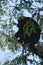 Mantled Howler Monkey silhouette, Costa Rica