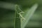 Mantodea is on a green leaf.