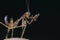 Mantodea Mantis eating insect extreme close up