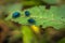 Manu National Park, Peru - August 05, 2017: Jungle beetles in Ma