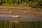 Manu National Park, Peru - August 07, 2017: Cayman in the coast