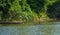 Manu National Park, Peru - August 07, 2017: Giant Otters in Cocha Salvador in the Amazon rainforest of Manu National Park, Peru