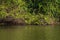 Manu National Park, Peru - August 07, 2017: Giant Otters in Cocha Salvador in the Amazon rainforest of Manu National Park, Peru