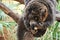 Manual brown lemur eating banana sitting on a tree