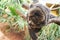 Manual brown lemur eating banana sitting on a tree