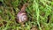 Manual camera captures a crawling snail