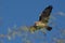 Manual Focus - hawk flight obstruction -