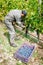 Manual grape harvest