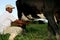 Manual milking in a farm in bahia