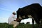 Manual milking in a farm in bahia