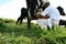 Manual milking in a farm in bahia