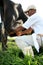 Manual milking in a farm in bahia