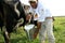 Manual milking in a farm in bahia