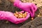 Manual planting of onions in the ground. Spring gardening. Garden tools and seedlings on the soil. Spring in the garden